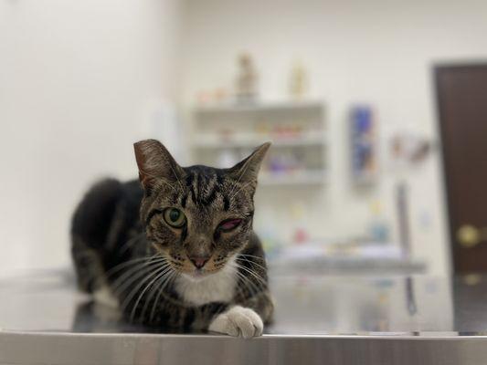 Elwood Animal Clinic