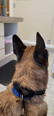 Hollywood Hill Animal Hospital