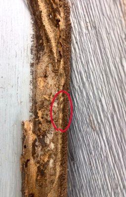 Ace Tech Exterminators