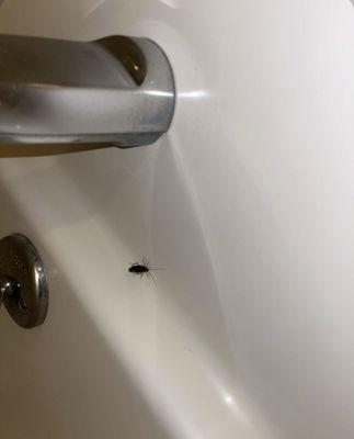 Cockroach in bathtub