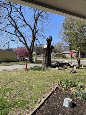 Wheelers Tree Service