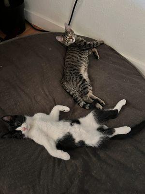 Westgate Animal Hospital