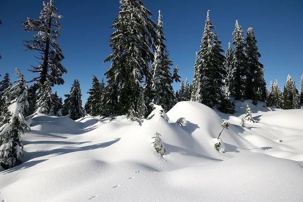 Donna Knowles - Mammorth Realty Group