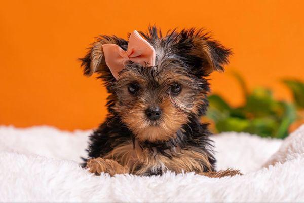 PetCenter - Old Bridge