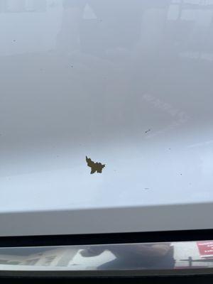 Damage after car wash 22 minutes later. Paint blown right off the door.