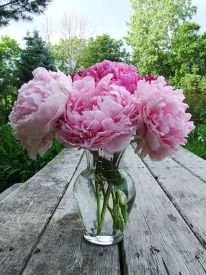 The Pink Peony