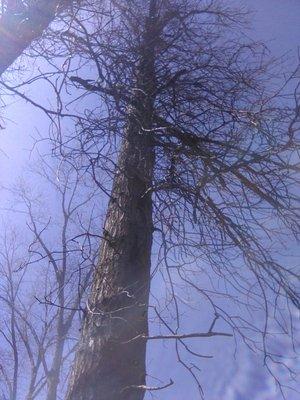 Stassi's Outdoor Services