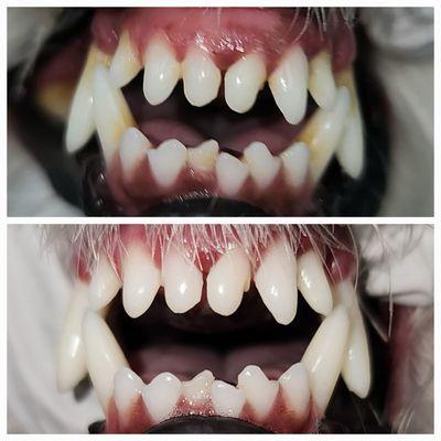 Advance Pet Grooming