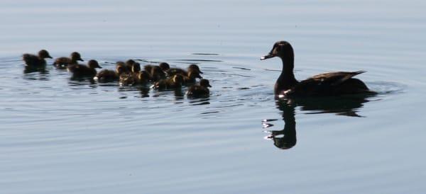 Ducklings on Woodward Lake, Spring 2012