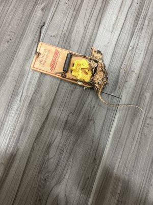 Bishop Hill Apartments