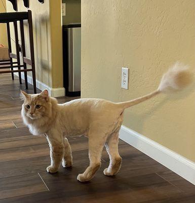 Maricopas Happy Tails