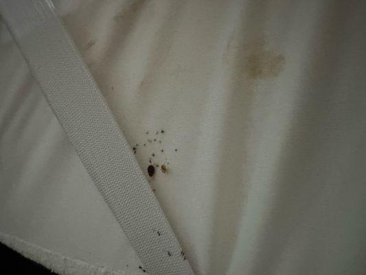 Bed bugs