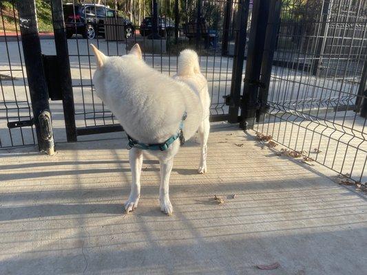 bodhi wanted to leave before we even made it through the decompression chamber
