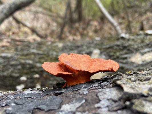 Weston Bend State Park