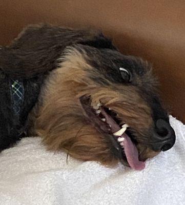 Woof Gang Bakery & Grooming Sumter