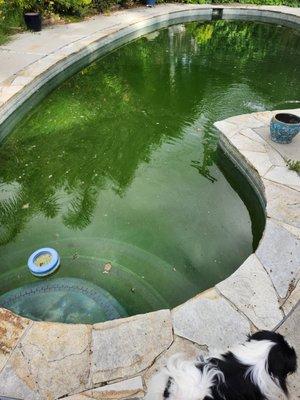 Pinnacle pool service, and my green pool