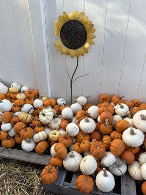 Coastal Pumpkin Fest