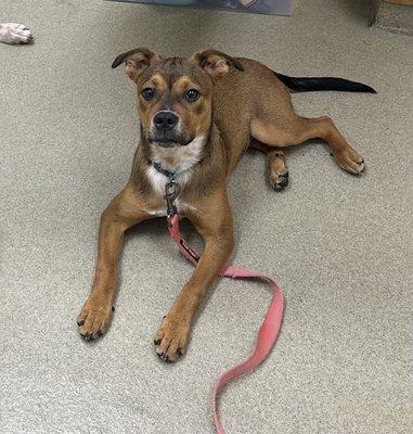 Mount Airy Animal Hospital