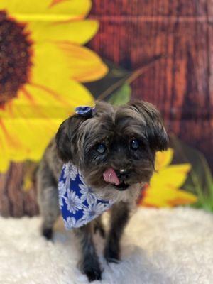 Furry Tails Pet Grooming