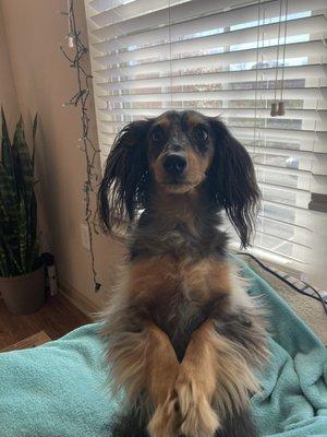 GerMania Pups and More