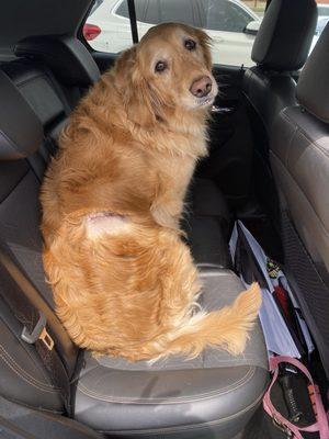 Community Pet Healthcare