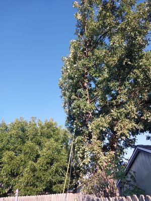 Conchas tree services