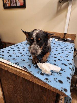 Jillie waiting for the best nurse and doctors