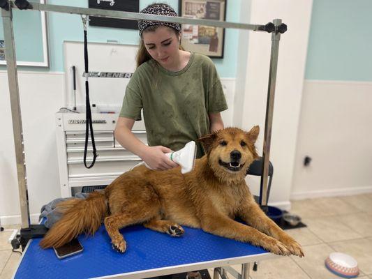 Morgan giving sugga momma a nice brush and blow out