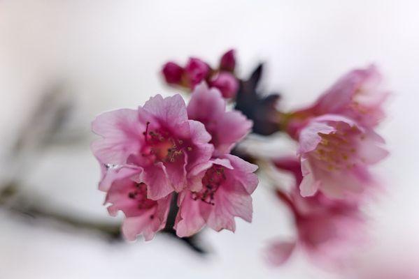 01.09.2025 - First of season cherry blossoms.  Lowest elevation for Wahiawa blooms. 
  Clusters blooming.