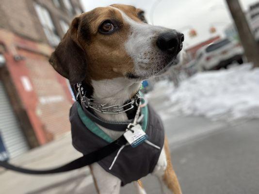 All Seasons Dog Walking