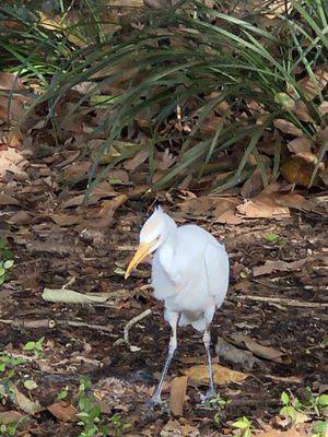 Historic Banyan Trees