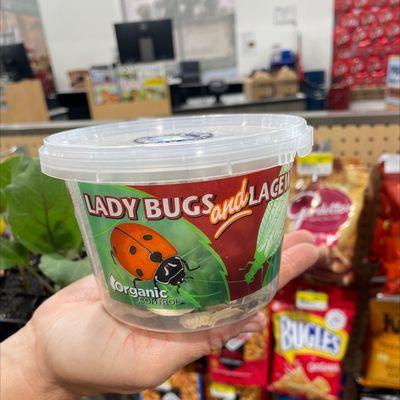 Bringing ladybugs home!