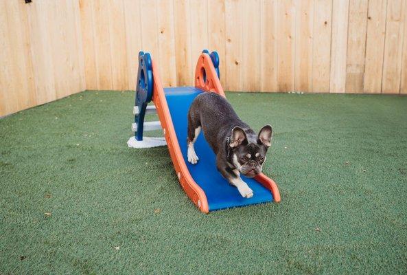 Grey on the slide at The Fur Seasons Patio.