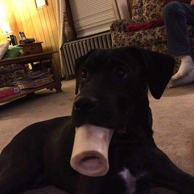 Black Dog Shooting Supplies