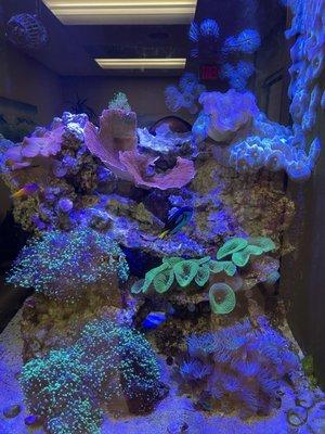 Love the aquarium in their lobby!