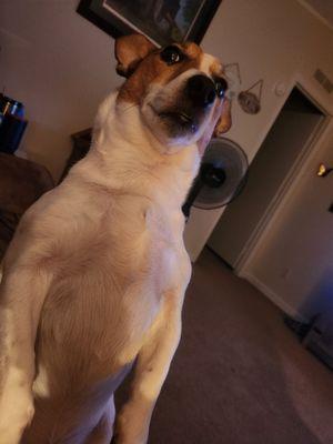 A To Z Pet Shop & Grooming