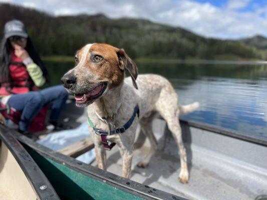 Pampered Pets Parlor