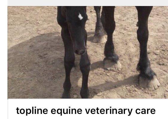 Topline Equine Veterinary Care