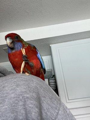 Rosie happy at her new home