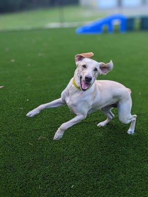 All American Pet Resorts New Bern