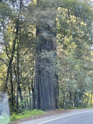 City Of Crescent City