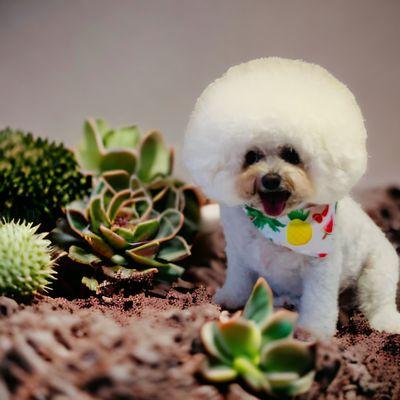 Loving Lather Mobile Pet Grooming