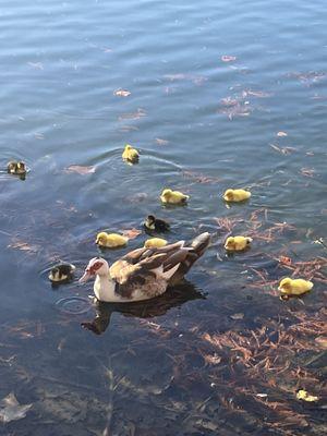 Mueller Lake Park