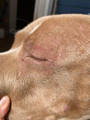 Left eye of my dog