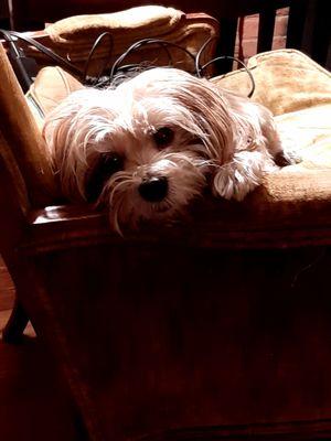 CVCA Cardiac Care For Pets