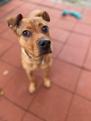 Semper Fidelis Canines