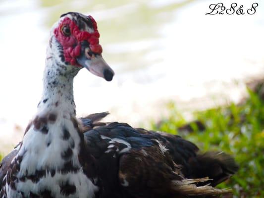 Loves to Sit and Stay