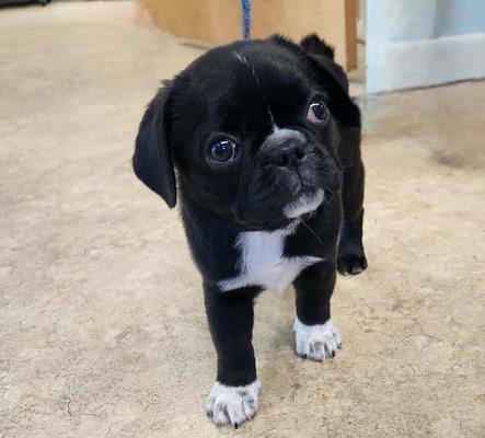 Affordable Pet Vaccines, Inc