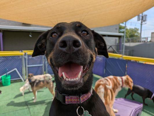 Central Bark Doggy Day Care