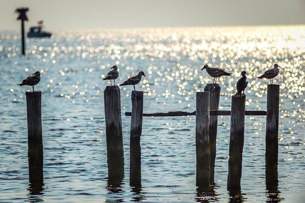Seagulls hanging out!